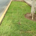 Mantenimiento de jardines en Lima
