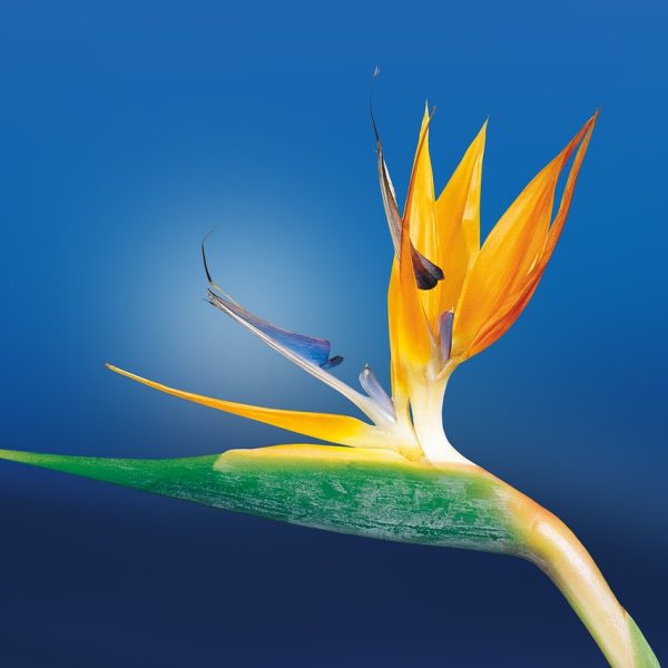 bird of paradise flower, flower, plant-1073282.jpg
